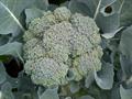 Brassica oleracea var. italica